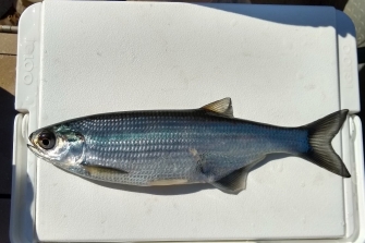 Clarkson University Researchers Ask Public To Report Mooneye Fish Catches