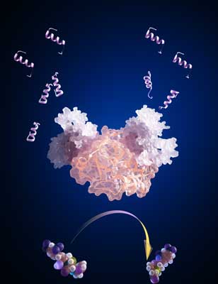 Biomolecular switch operated as a biosensor – artistic vision