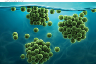 Clarkson University Researchers Discover Harmful Algal Bloom Mitigation Alternative That Causes Less Pollution